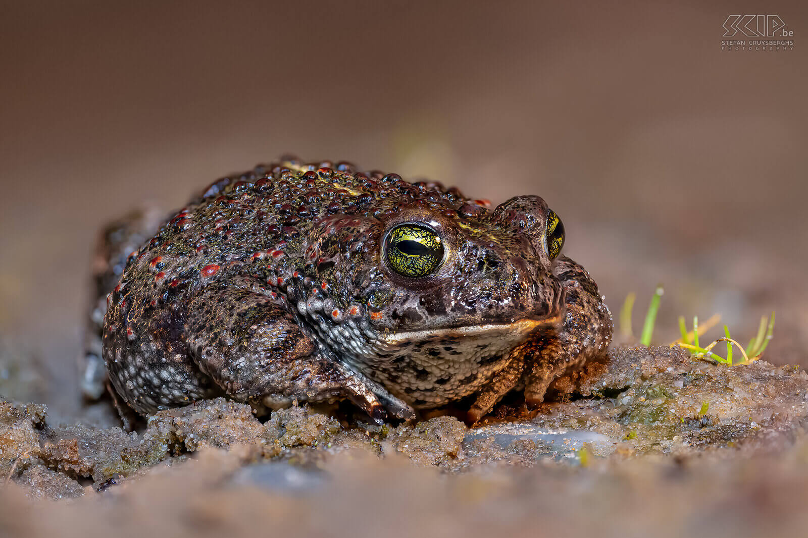 Amphibians - Natterjack toad The natterjack toad (Epidalea calamita) is a medium-sized toad with short legs is a pioneer species that mainly occurs in dune and heath areas. They have a characteristic yellow stripe on the back and colored spots.  Stefan Cruysberghs